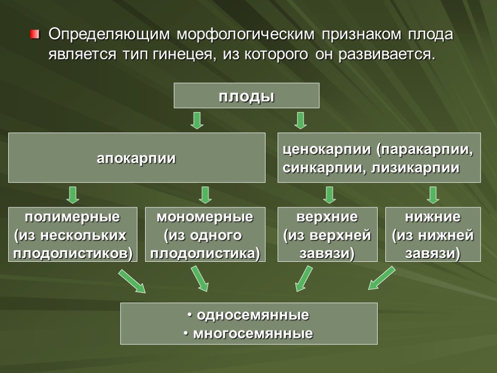 Определяющим морфологическим признаком плода является тип гинецея, из которого он развивается. плоды ценокарпии (паракарпии,